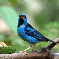 Canto do Saí Azul
