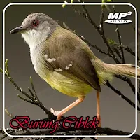 Pikat Burung Ciblek Offline