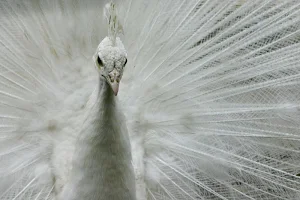 White peacock wallpapers Screenshot 2