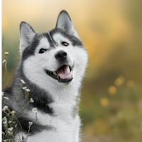 Husky Dog Wallpapers
