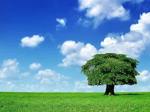 Tree Wallpapers Screenshot 0