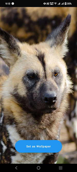 African Wild Dog Wallpaper Screenshot 0