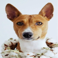 Puppy Live Wallpaper Pro