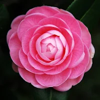 Camellia Flower Wallpapers