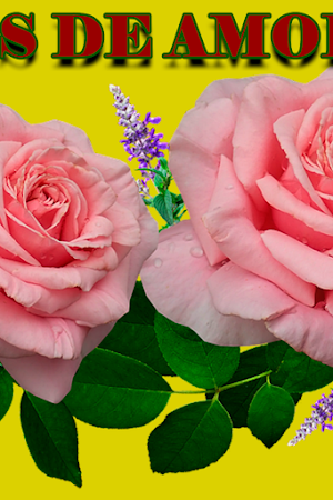 Frases-rosas de amor hermosas Screenshot 1