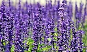 Violet flowers wallpapers Screenshot 0
