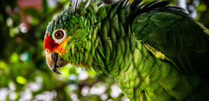 Parrot message ringtone screenshot 1