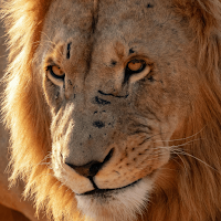 Lion Wallpaper HD