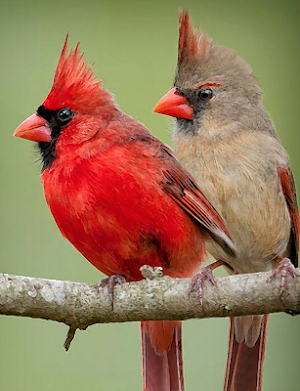 Cardinal Bird Sounds ~ Sboard.pro Screenshot 0