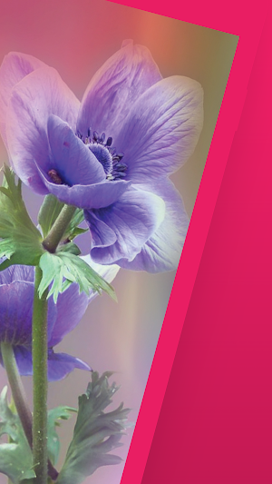 Flower Wallpaper HD Images Screenshot 1