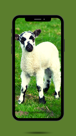 Sheep Ringtone Screenshot 1