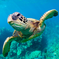 The Turtle