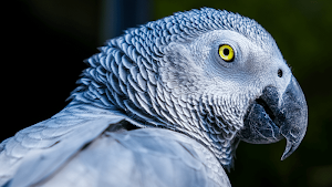 African Grey Parrot Sounds Screenshot 3