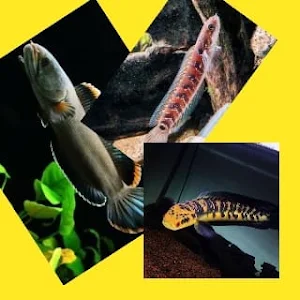 Channa Fish Live Wallpaper HD Screenshot 0