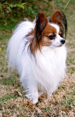 Papillon Dog Wallpapers Screenshot 0