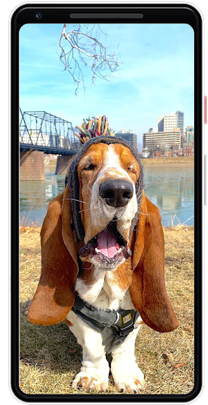 Dog Wallpapers Screenshot 3