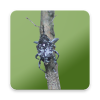 Camellia Pest ID