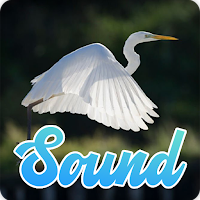Egret Sounds Effect