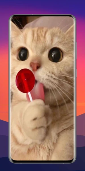 Cats 4K Wallpaper Screenshot 2