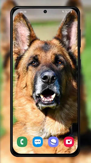 German shepherd dogs wallpaper Screenshot 3