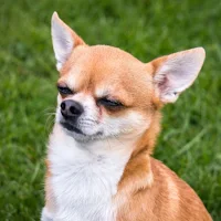 Chihuahua wallpaper