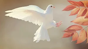 Pigeons Bird Wallpaper Screenshot 2