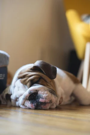 Cute Wallpapers Screenshot 1