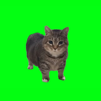 Spinning Cat -  Cat Brain Rot