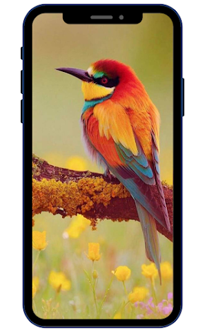 Bird Wallpapers Screenshot 0