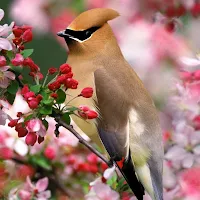 Bohemian Waxwing Wallpapers