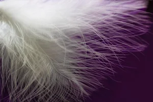 White and backgrounds wallpapers Screenshot 3