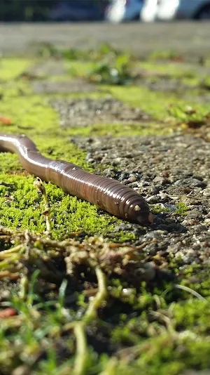earthworm wallpaper Screenshot 0