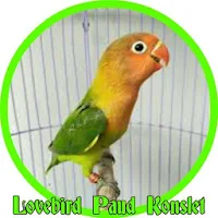 Masteran Lovebird Paud Konslet