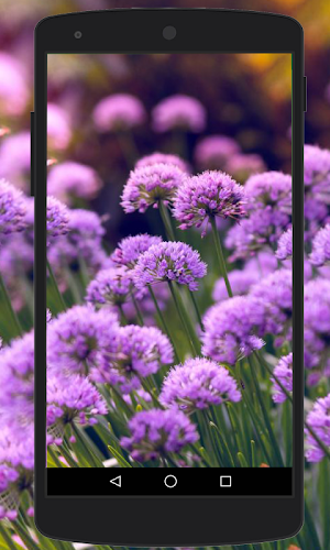 Flower Wallpapers HD Screenshot 3