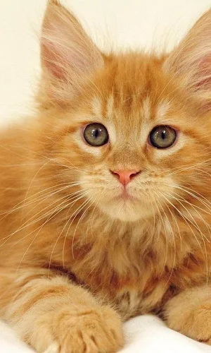 Orange Kitten HD Themes Wallpa Screenshot 0