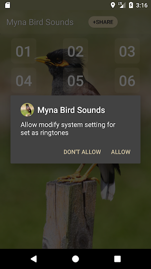 Myna Bird Sound Ringtones Screenshot 2