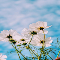 Spring Live Wallpaper Parallax