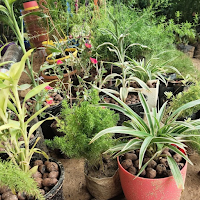 Ansh Nursery and Farm