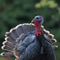 Turkey Bird Wallpaper