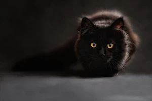 Black wallpapers Screenshot 0