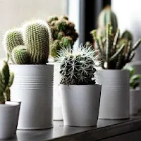 Indoor Gardens