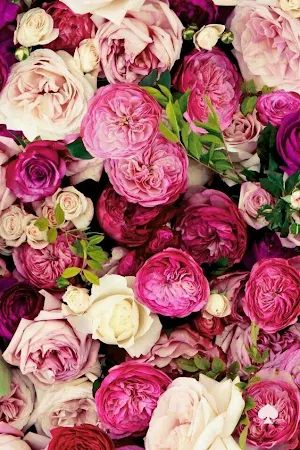 Flower Wallpaper 4K Ultra HD - Backgrounds Screenshot 2