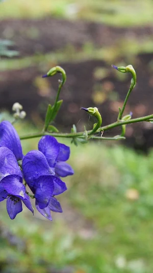 Aconitum Wallpaper Screenshot 3