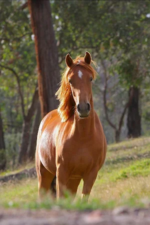 Horse Wallpaper HD : backgrounds & themes Screenshot 1