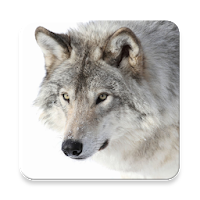 Gray Wolf Sound Collections ~ Sclip.app