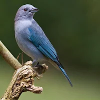 Canto Sanhaço Azul