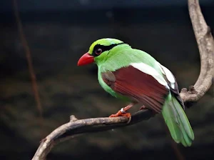 Magpie Bird Wallpapers Screenshot 1
