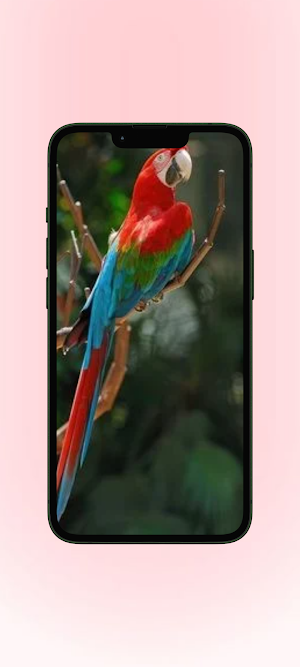 Nuri WalL Screenshot 1