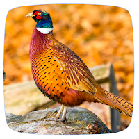 Pheasant Sounds