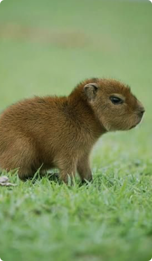 Capybara Wallpaper Screenshot 0